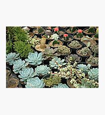 cactus Photographic Print