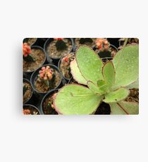 cactus Canvas Print