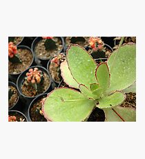 cactus Photographic Print