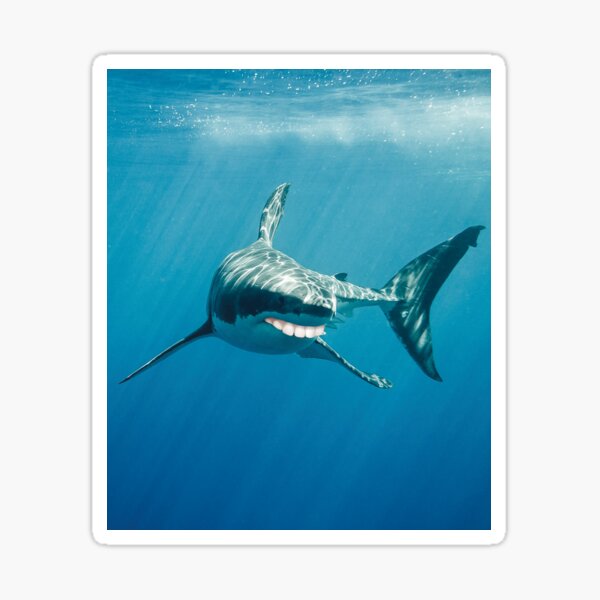"Great White Shark With Human Teeth Meme" Sticker for Sale by banwa