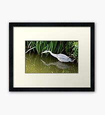 Stalking Framed Print