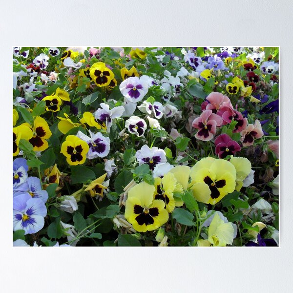 Item preview, OK I ADMIT IT, I'M A PANSY AND SO ARE ALL MY FRIENDS :) designed and sold by kevin56.
