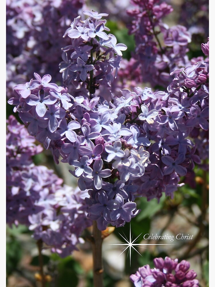 Spring Flowers Notebooks and Cards - From ccnow.info by sdawsoncc