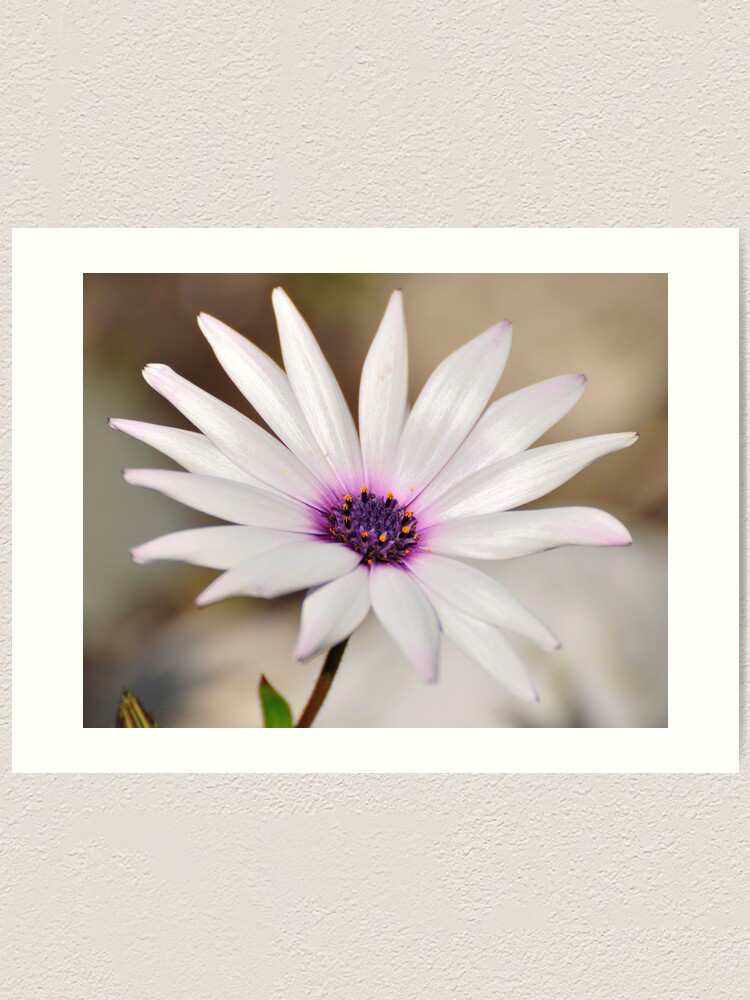 Alternate view of South African Daisy Art Print