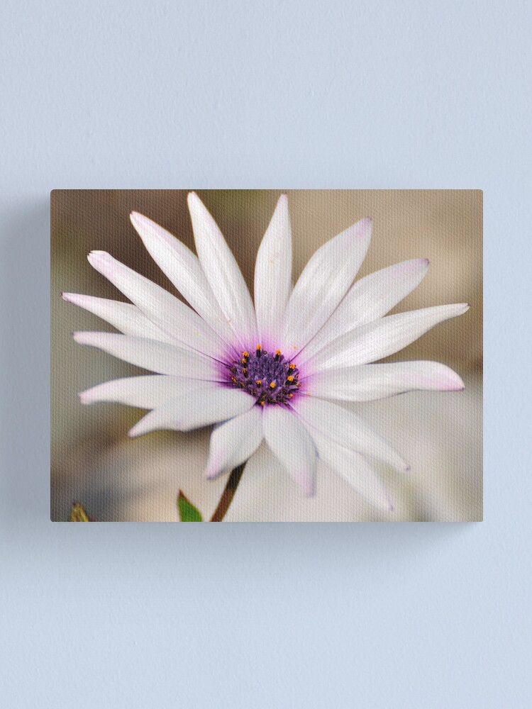 Alternate view of South African Daisy Canvas Print