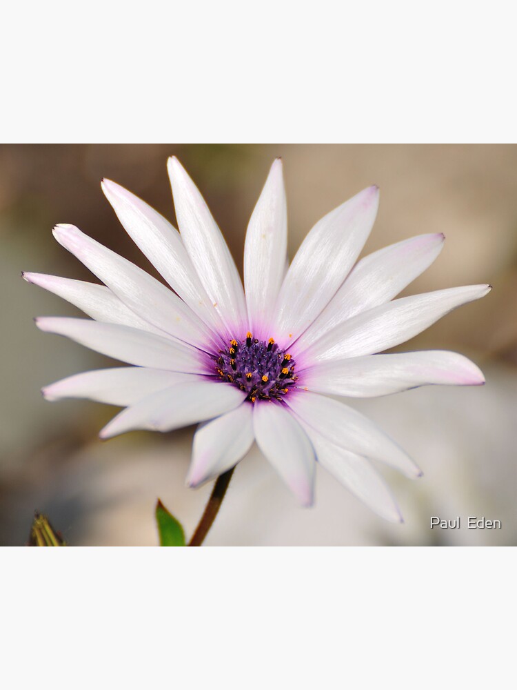 South African Daisy by pauleden