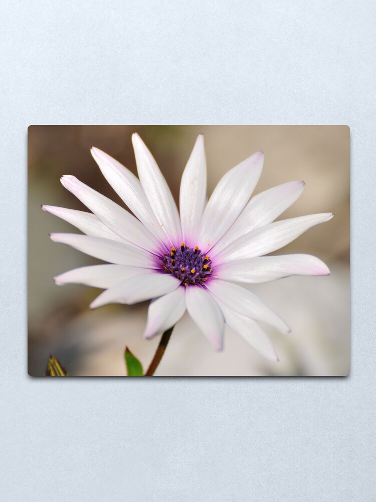 Alternate view of South African Daisy Metal Print