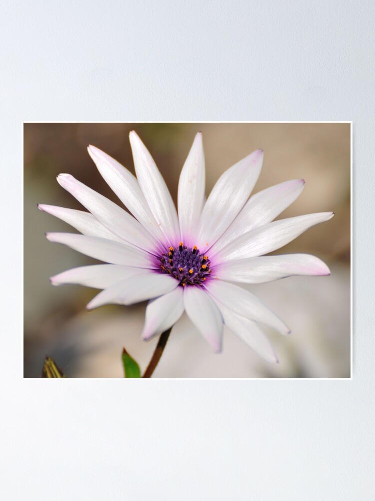Alternate view of South African Daisy Poster