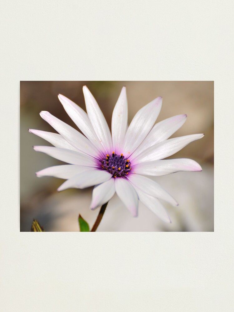 Alternate view of South African Daisy Photographic Print