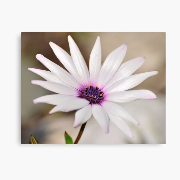 South African Daisy Metal Print