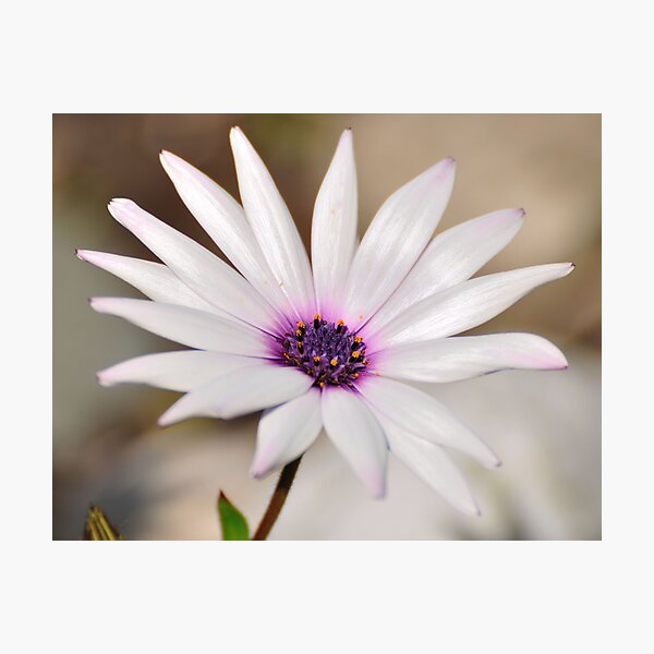 South African Daisy Photographic Print