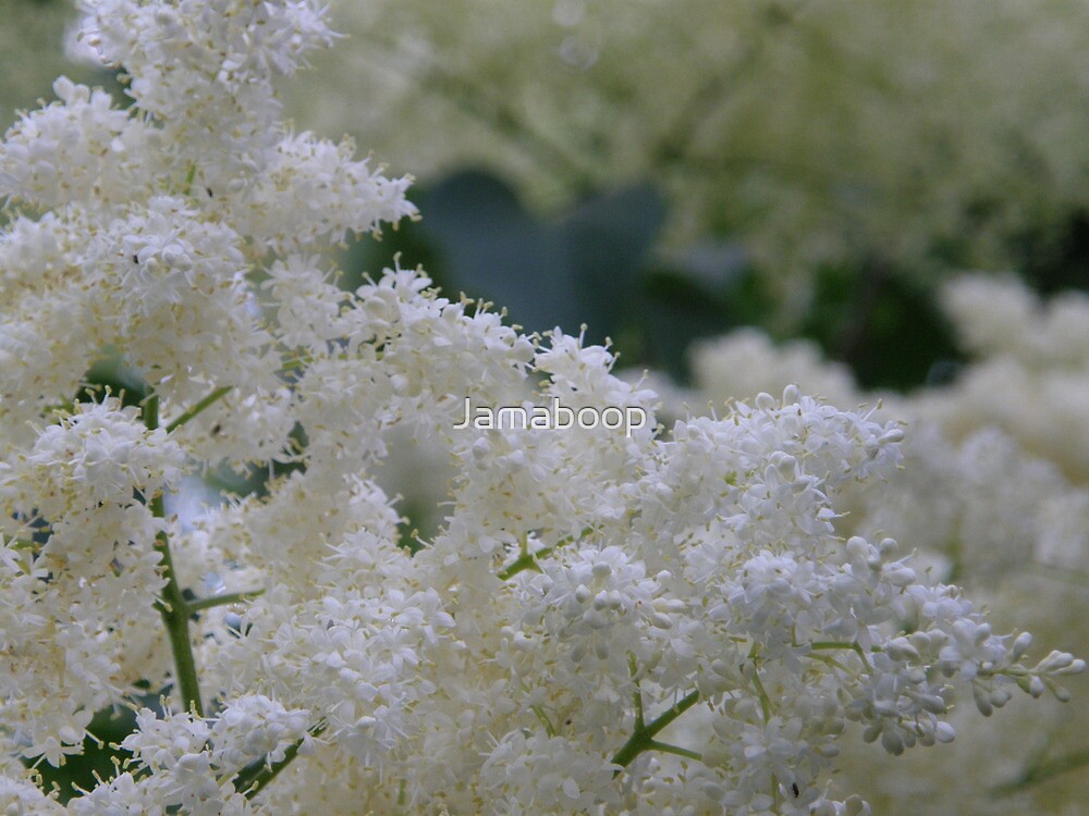 "White Lilac Tree" by Jamaboop | Redbubble
