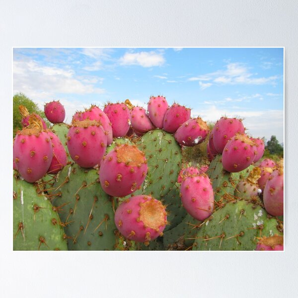 Item preview, Opuntia Cactus, Santa Ana Riverbed designed and sold by Maggie Woods.