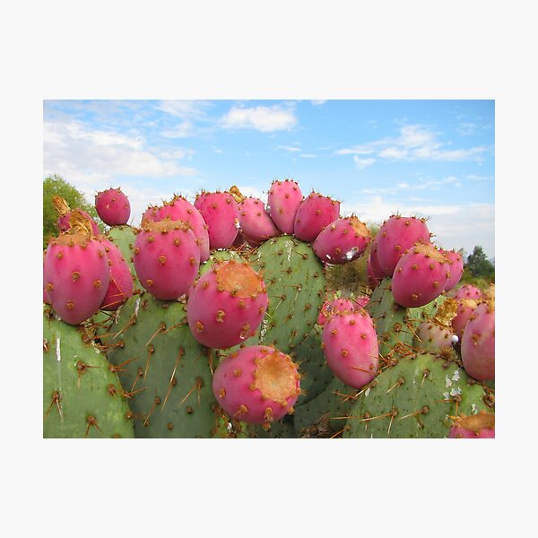 Item preview, Opuntia Cactus, Santa Ana Riverbed designed and sold by Maggie Woods.