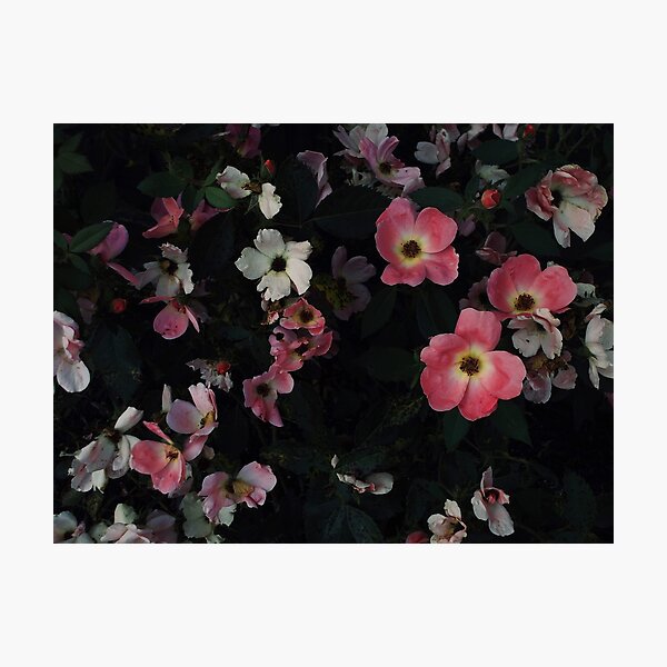 Aperçu de l'œuvre Rose trémière fleurie créée et vendue par Candace Offman.