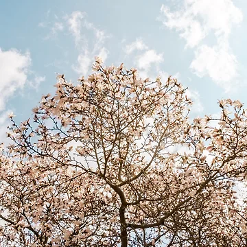 Artwork thumbnail, Spring Tree by StormChaseSam
