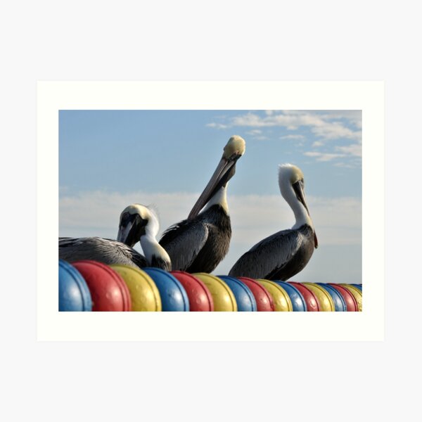 A few Pelicans Art Print