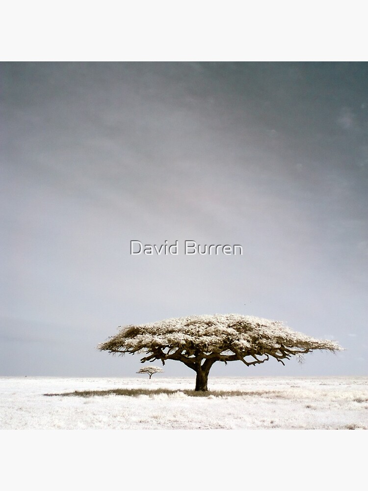 Serengeti dreaming by DavidBurren