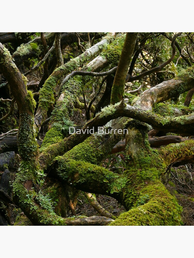 Forest jumble by DavidBurren