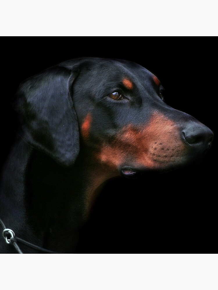 Dobermann by Durberville