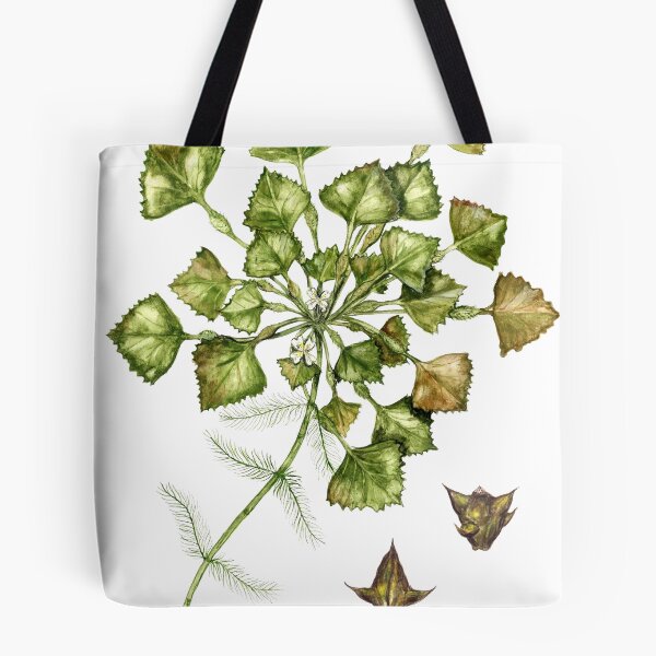 Item preview, Water Chestnut - Trapa natans designed and sold by Sue Abonyi.