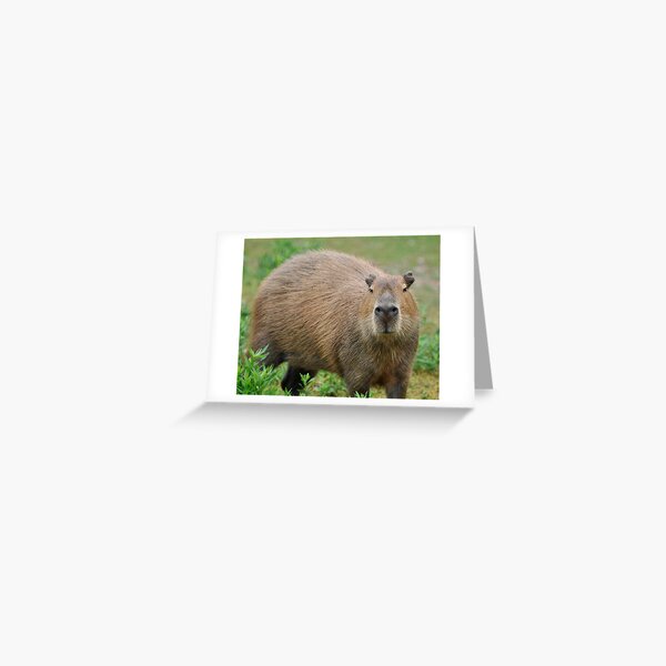 A Cabybara Greeting Card