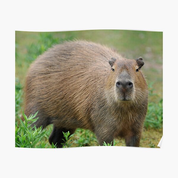 A Cabybara Poster
