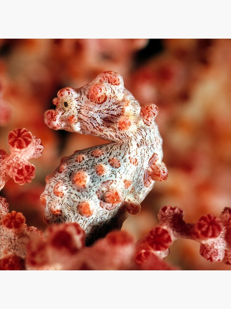 Pygmy seahorse by DavidWachenfeld
