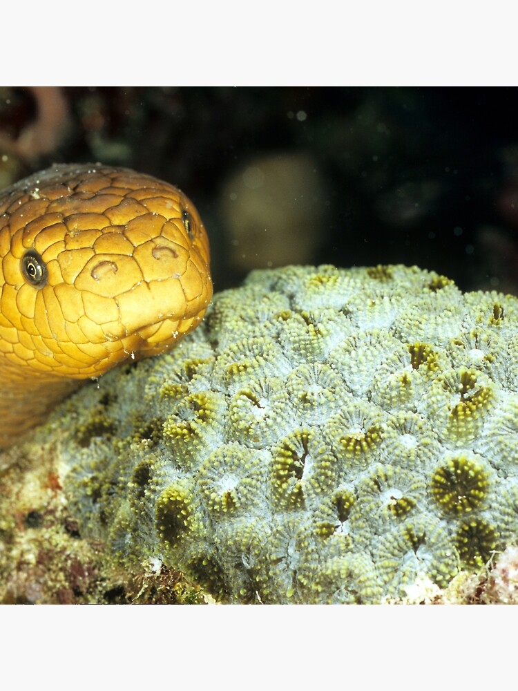 Olive sea snake by DavidWachenfeld