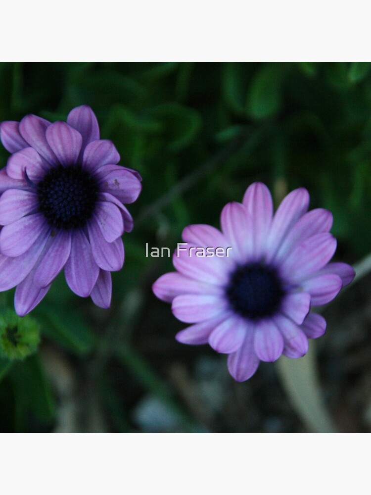 The Flowers by Mowog