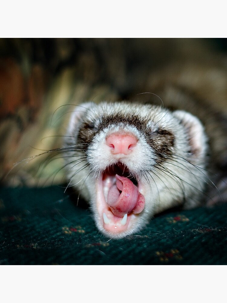 Love is a Ferret. by Mick36