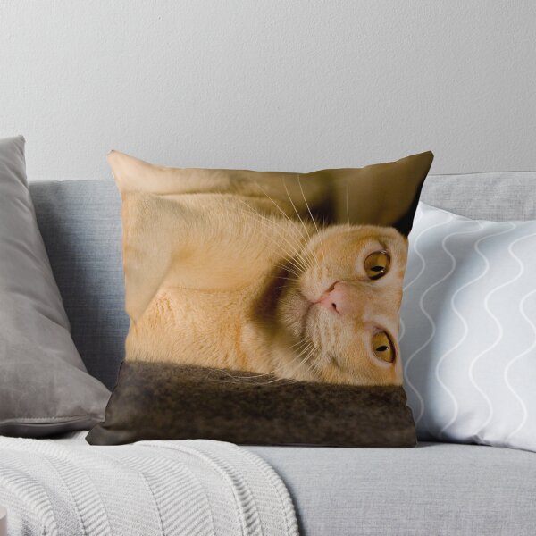 Item preview, Luxuriating in Lamp Light designed and sold by PamsPetPictures.