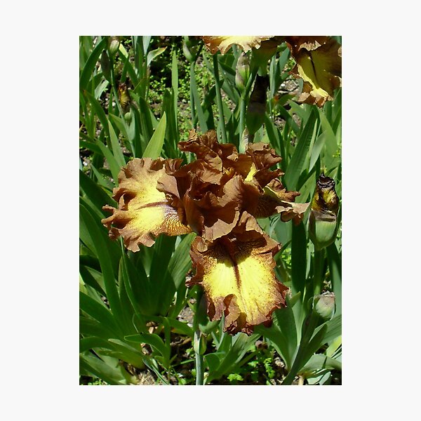 Artikelvorschau, COPPER IRIS entworfen und verkauft von kevin56.