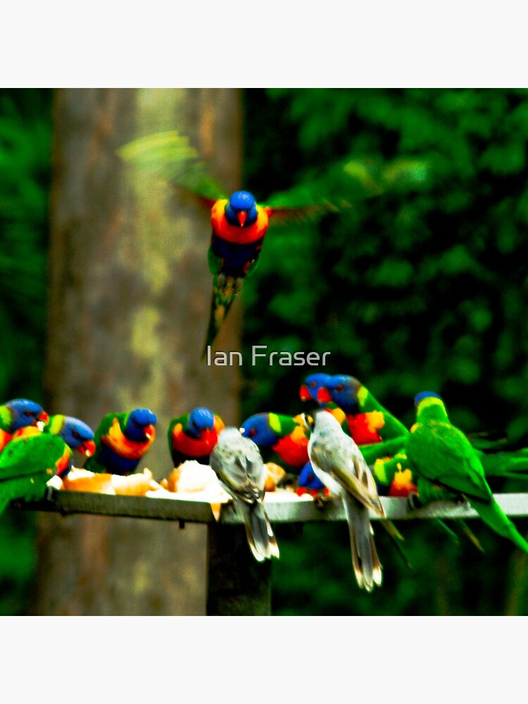 The Birds by Mowog