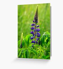Lone Lupin Greeting Card