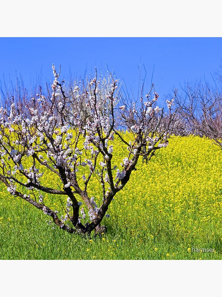 The Hills Are Alive by harmser