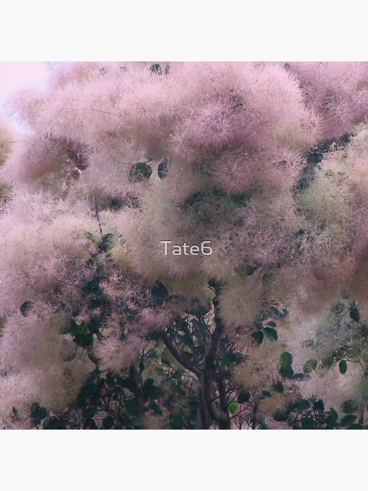 Pink Velvet by Tate6