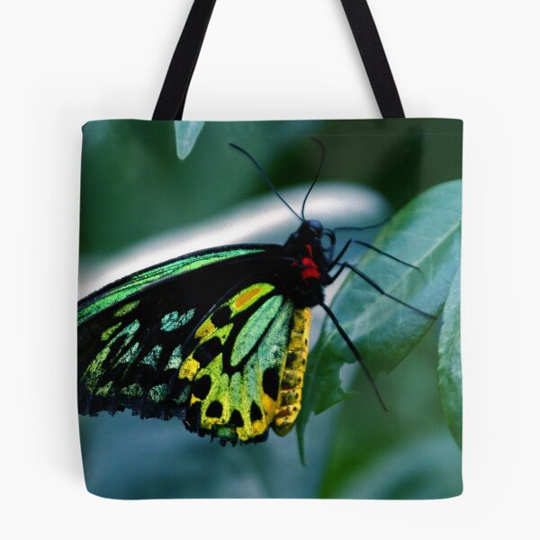 Item preview, Cairns Birdwing designed and sold by Vivid Photography and Designs.