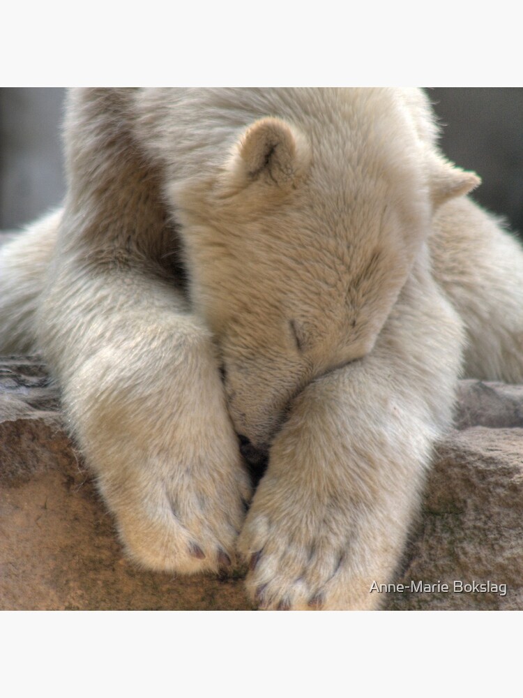 Polar Bear by amb1946