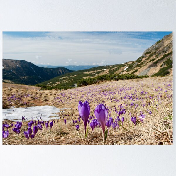 Item preview, Crocus fields of Chornogora designed and sold by Oleksii Rybakov.
