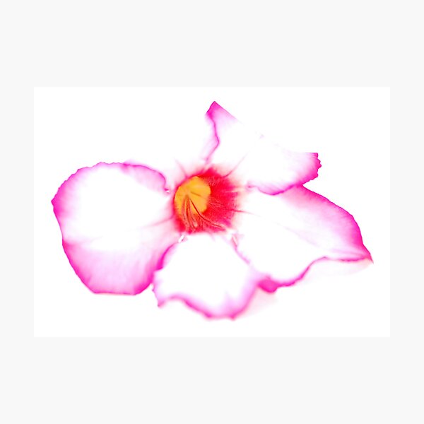 Item preview, Beautiful designed and sold by Paul Rumsey.