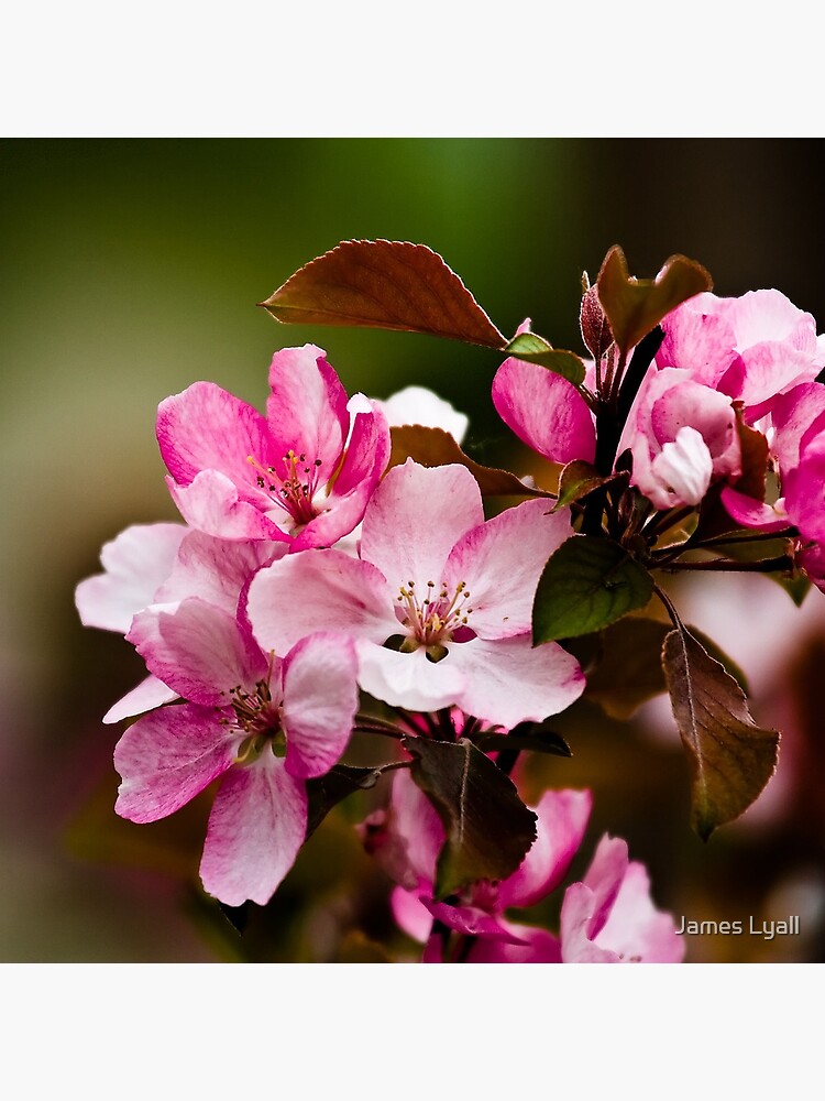 花見 by corwin