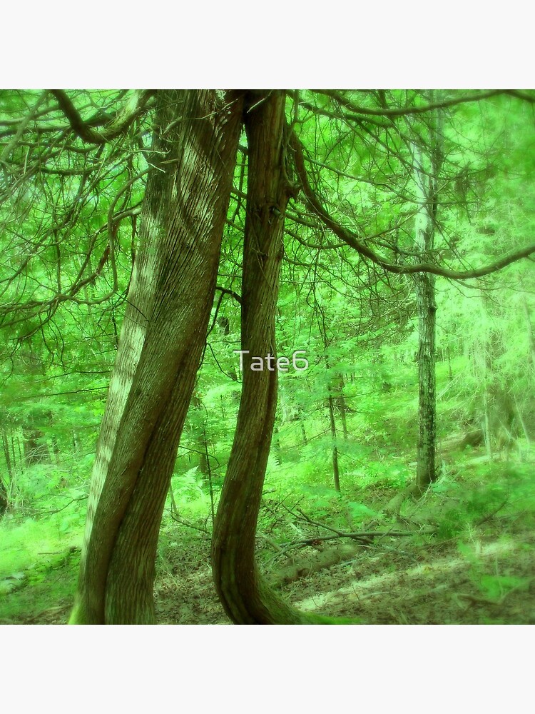 Music Amongst the Trees by Tate6