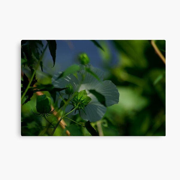 Flower and Puds Canvas Print