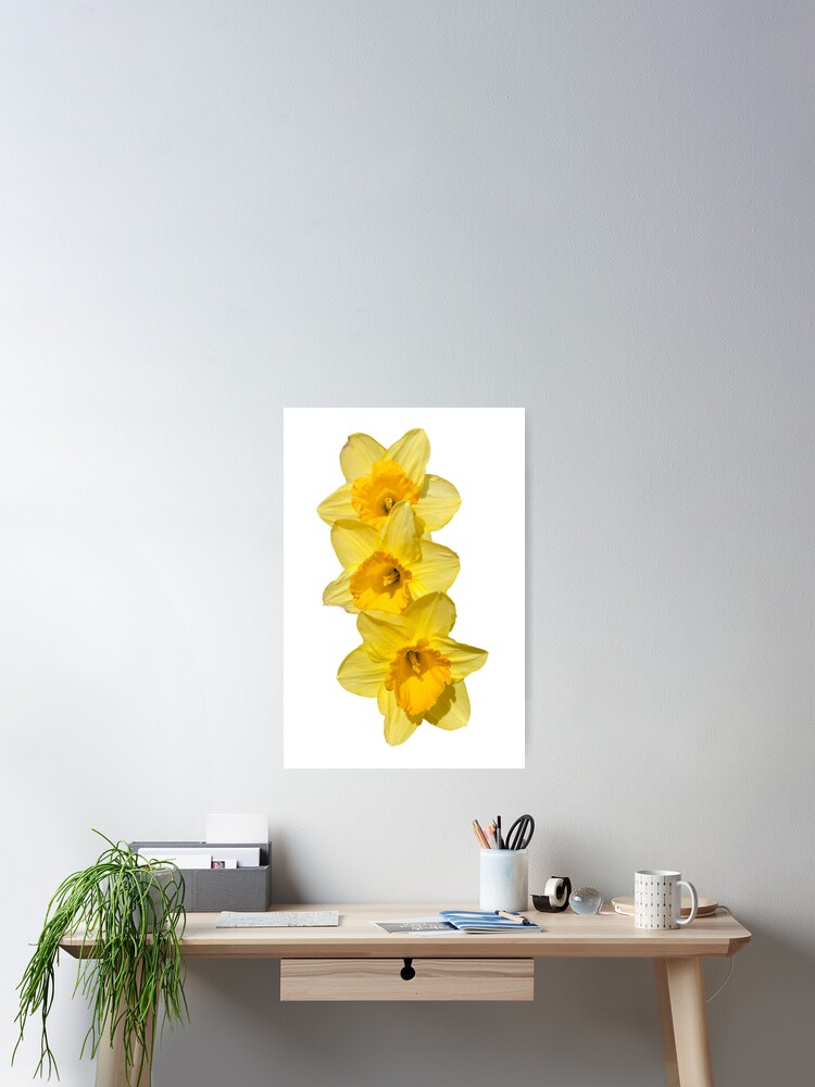 Daffodil / Spring Flower / Poster Print Style Design T-Shirt Daffodil / Spring Flower / Poster Print Style Design T-Shirt