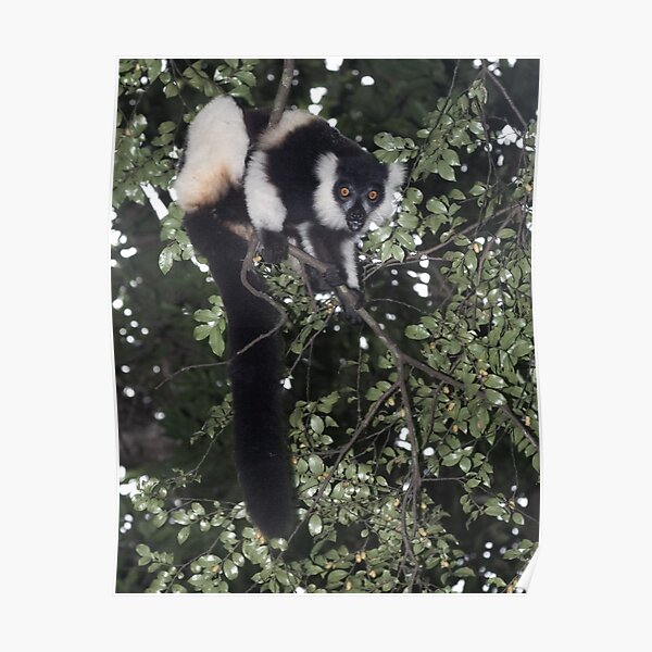 Treeing the lemur Poster