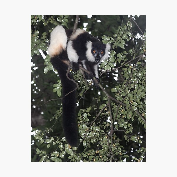 Treeing the lemur Photographic Print