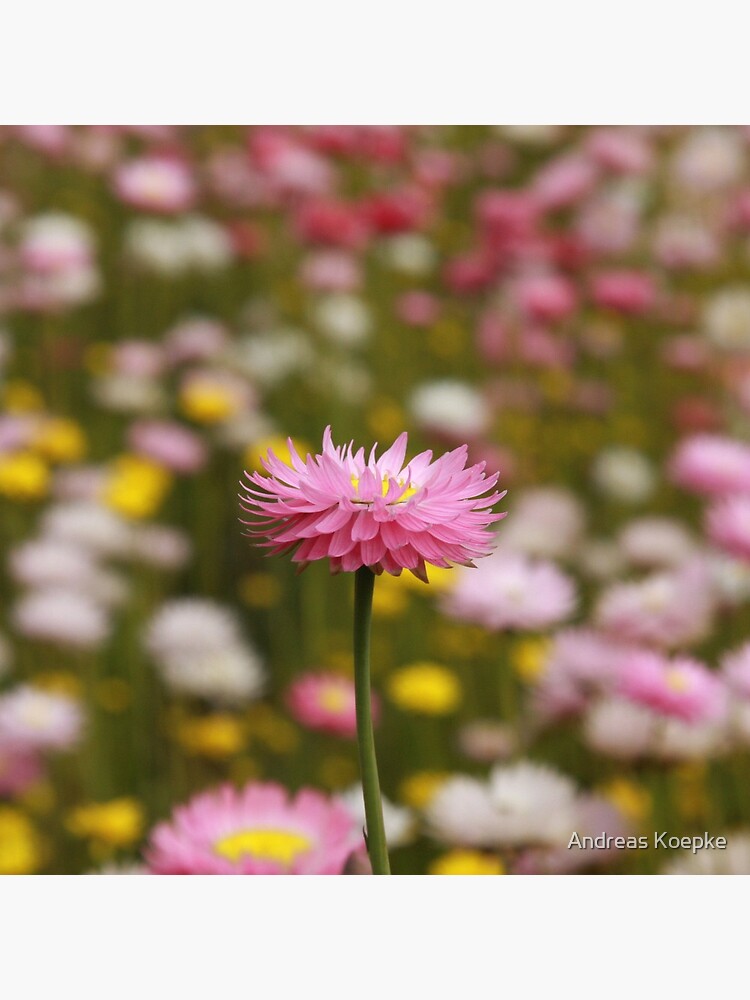 Standing out from the crowd by mistered