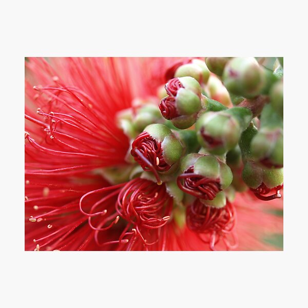 tight red about to unfurl Photographic Print