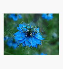 Spiky Blue Love Photographic Print